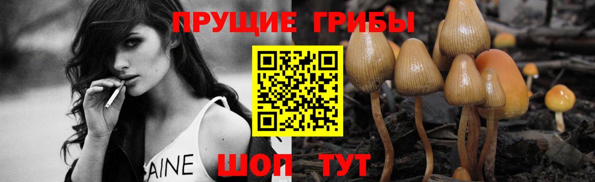 Галлюциногенные грибы Psilocybine cubensis  Вход с VPN  Вятские Поляны  Псилоцибиновые грибы прущие грибы 